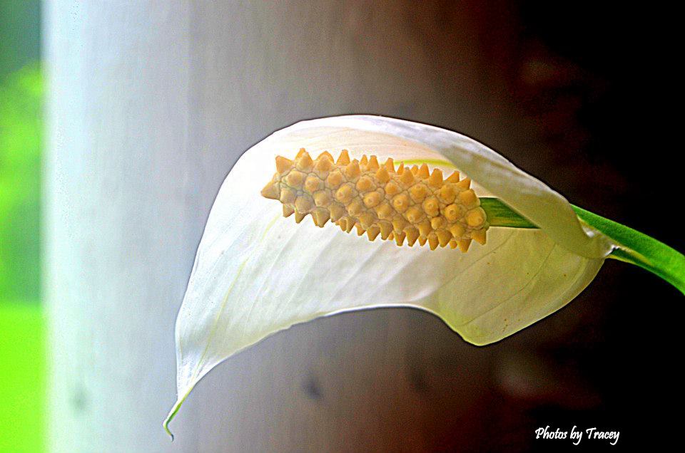 10346465_10204446241902773_8028762459483717043_n