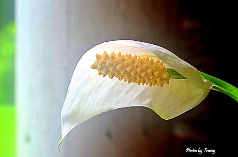 10346465_10204446241902773_8028762459483717043_n