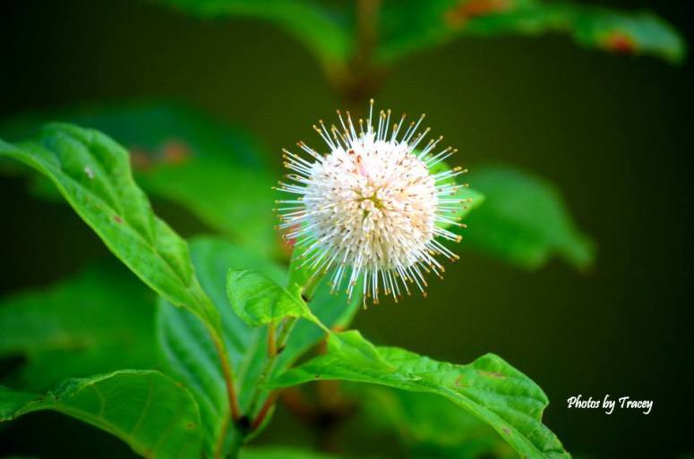 1926840_10204514723294765_6016006173130334671_n