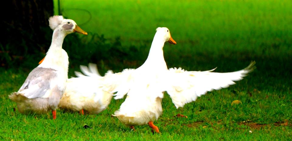 10405271_10204369523384858_342911235246279490_n