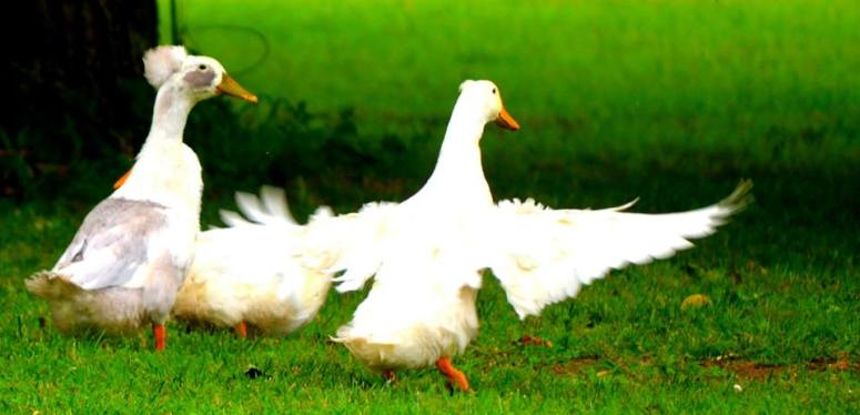 10405271_10204369523384858_342911235246279490_n