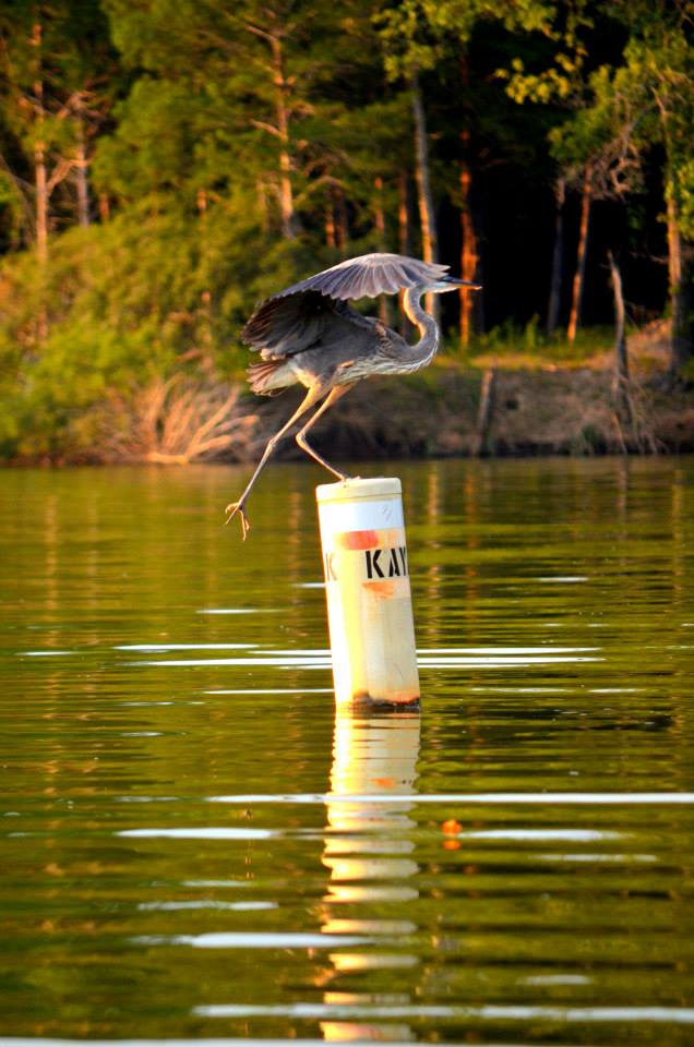 1958299_10205253593886068_9212261998347685887_n