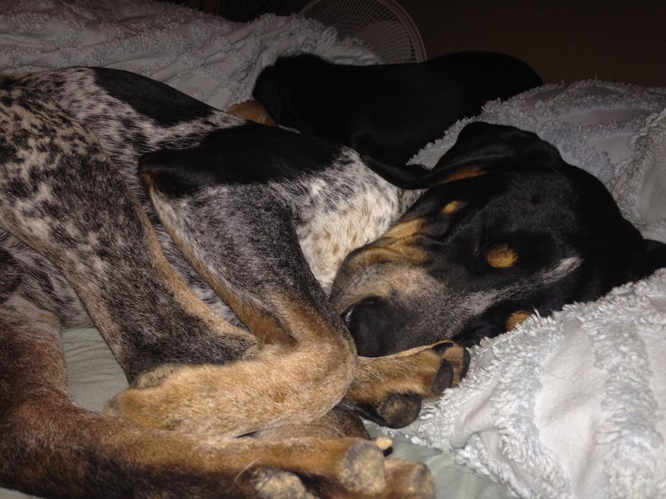 13344712_10210123555872074_8166082795013520583_n